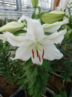 [4476 PO64 11-41-29 No02.JPG]